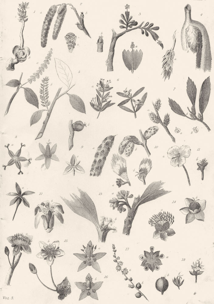 PLANTS. Botany (5)  1880 old antique vintage print picture